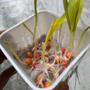 Baby Corn Seeds | Vegetable Seeds