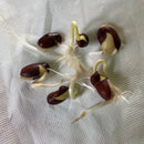 Dolichos Dwarf Imperial | Vegetable seeds