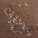 Verbena Mixed Color Flower Seeds