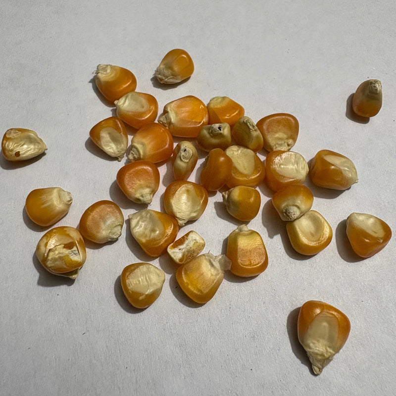 Makka Desi Corn Seeds | Vegetable Seeds