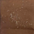 Daisy Mixed Bellis Perensis Color Flower Seeds