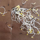 Cosmos Mixed Color Flower Seeds