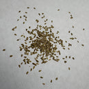 Daisy Red Bellis Perennis Flower Seeds