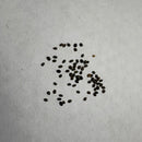 Savory Winter Herb Seeds