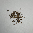 Nolana Blue | Flower Seeds