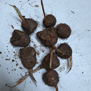 Tritonia Any Color Flower Bulbs