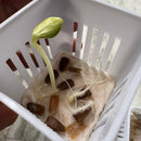 Bottle Gourd Lauki Long F1 | Vegetable Seeds