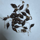 Oxalis Any Color Flower Bulbs