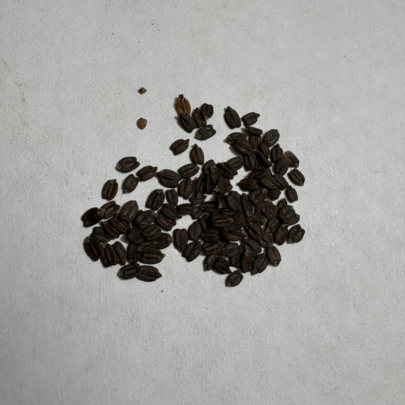 tulasi plant seeds Tulsi Vana Plant Seeds