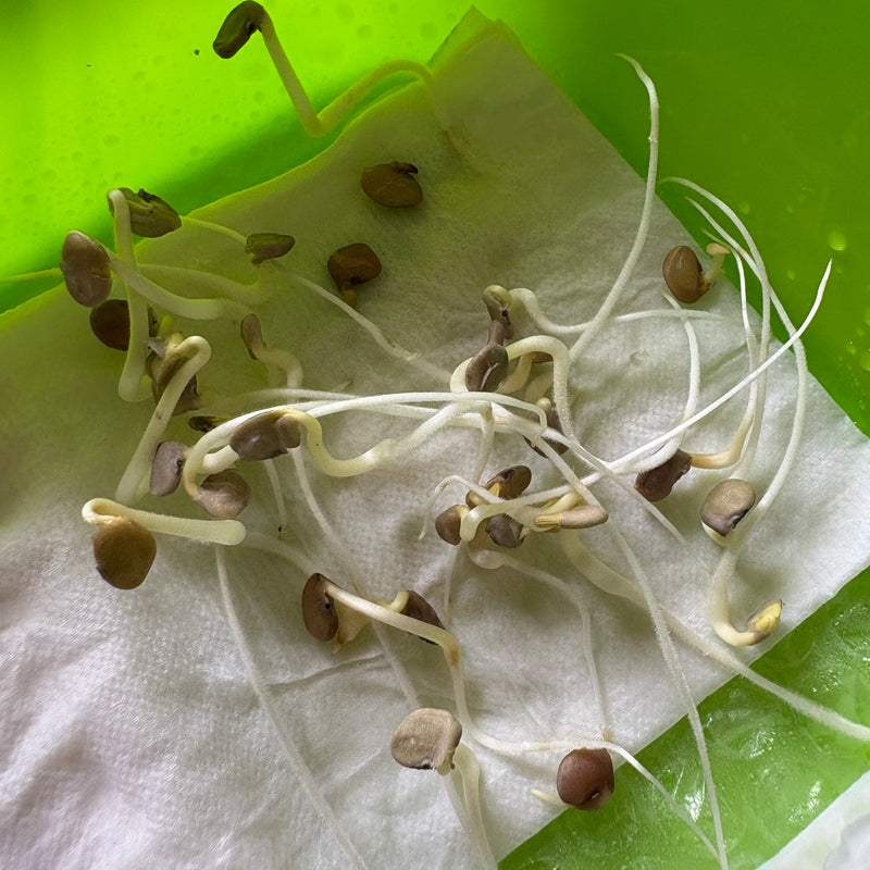 desi flower seeds Guar Phali Desi Seeds
