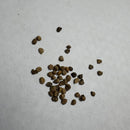 Nemophila Mix Color | Flower Seeds