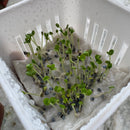 Basil Purple Color | Herb Seeds