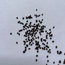 Astrophytum Capricorne Cactus Seeds