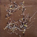 Marigold Basanti Big Bloom Mixed Color Flower Seeds