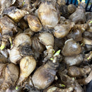 Daffodil Narcissus Tahiti Flower Bulb