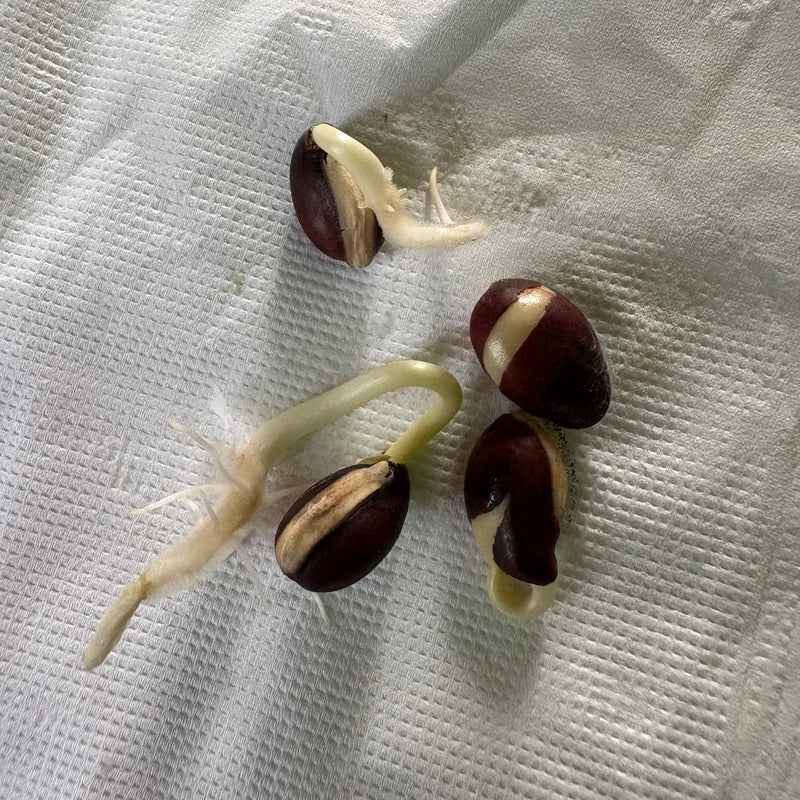 Hyacinth Beans Sem Fali Dwarf | Vegetable Seeds