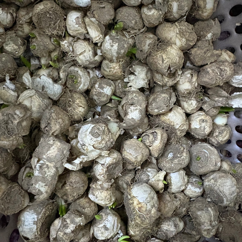 Ornithogalum Chincherinchee White Color Flower Bulb