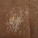 Alyssum Snow Carpet Flower Seeds