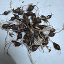 Oxalis White Color Flower Bulb