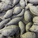 Dahlia Red Color Flower Bulbs