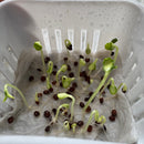 Balsamine Rose Flower Seeds