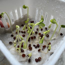 Balsam Mixed Color Flower Seeds