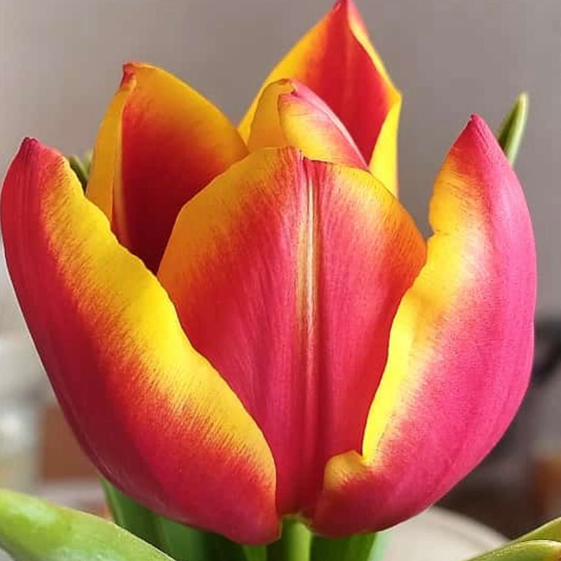 Tulip Flair Flower Bulb