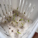 Cherry Tomato | Vegetable Seeds