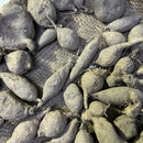 Dahlia White Color Flower Bulbs