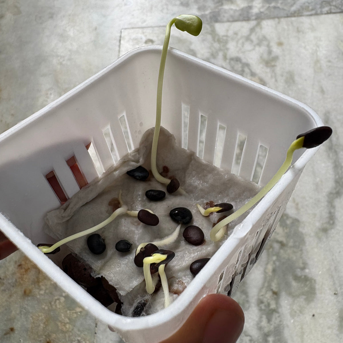 butterfly pea flower seed germination Aparajita Butterfly Pea Blue Clitoria Flower Seeds