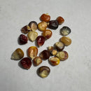 Rainbow Corn Imported Seeds | Exotic Vegetable Seeds