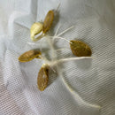 Hybrid Pumpkin Bheema | Vegetable Seeds