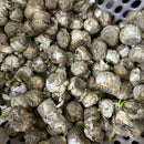 Ornithogalum Chincherinchee Any Color Flower Bulbs