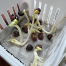 Bhindi Okra Desi Lady Finger | Vegetable Seeds