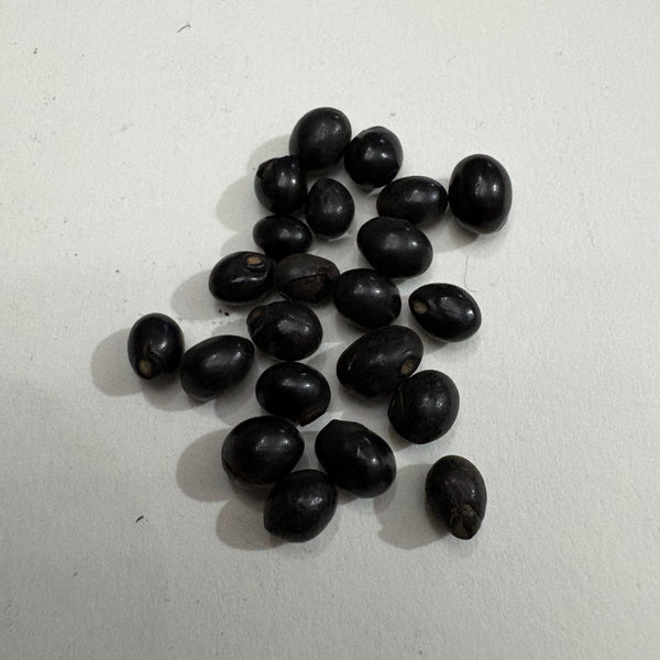 Black Gunja Chirmi Ratti Gumchi Seeds | Herb Seeds
