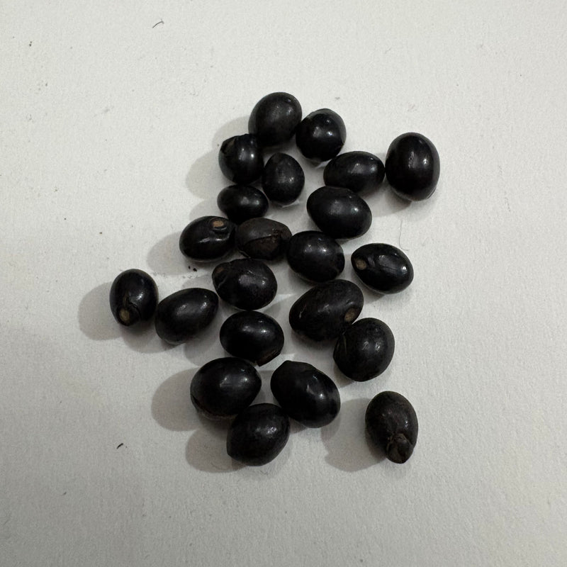 Black Gunja Chirmi Ratti Gumchi Seeds | Herb Seeds