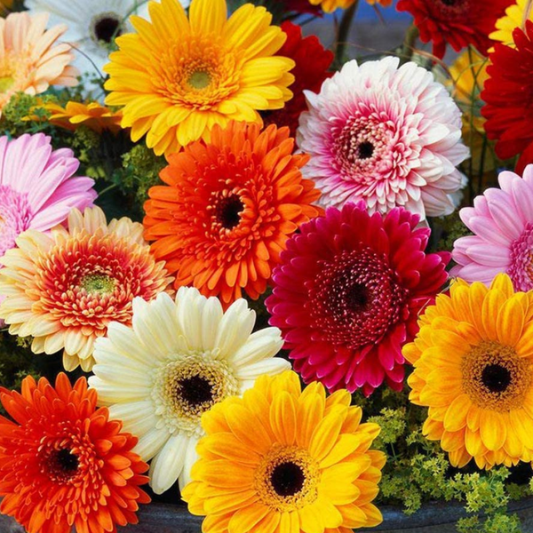 Gerbera F1 Seeds Any Color | Flower Seeds