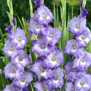 Gladiolus Blue Storm Color Flower Bulb