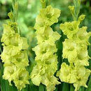 Gladiolus Bowie Color Flower Bulb