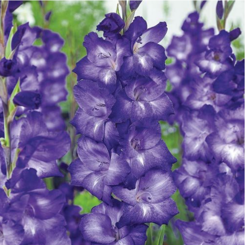 Gladiolus Chemistry Color Flower Bulbs