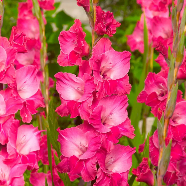Gladiolus Fairytale Pink Color Flower Bulb