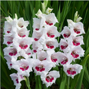 Gladiolus Fiorentina Color Flower Bulbs