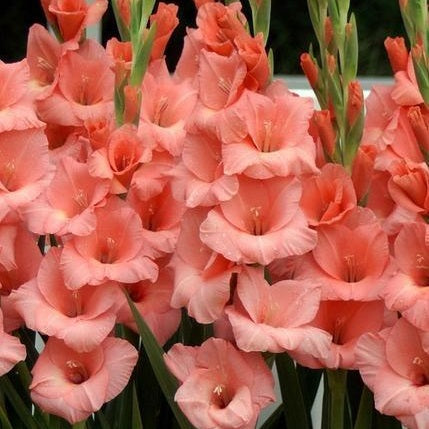 Gladiolus Fortarosa Color Flower Bulb