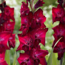 Gladiolus Kantiman Color Flower Bulbs