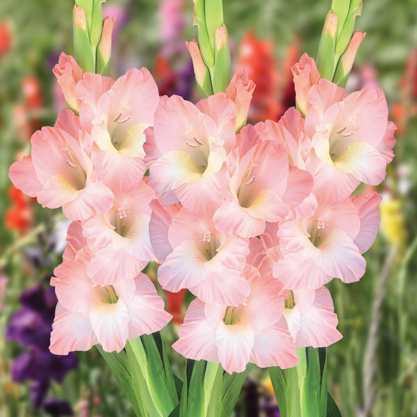 Gladiolus Karma Color Flower Bulb