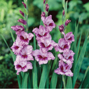 Gladiolus Kenia Color Flower Bulbs