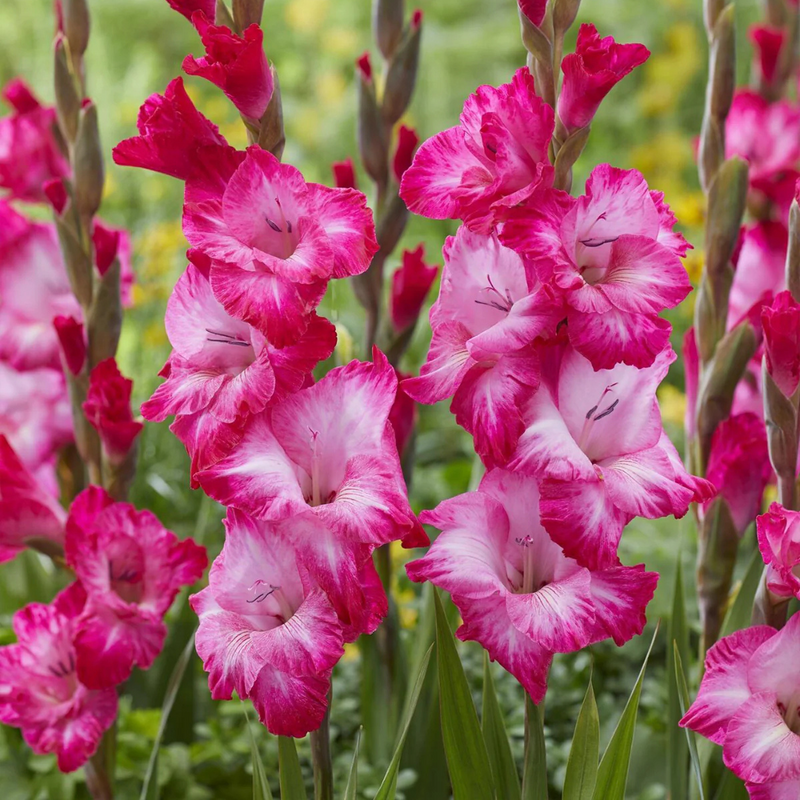 Gladiolus Madam Flower Bulb