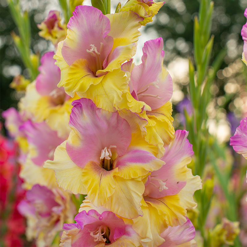 Gladiolus Mon Amour Color Flower Bulb