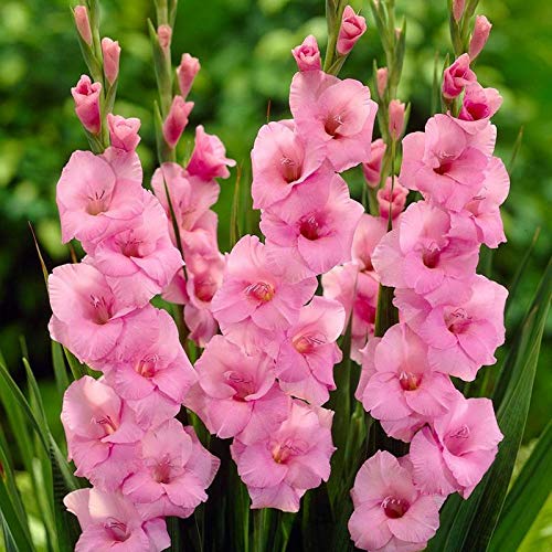 Gladiolus Pink Color Flower Bulb