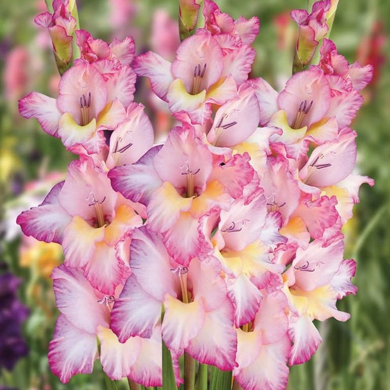 Gladiolus Pricilla Color Flower Bulb